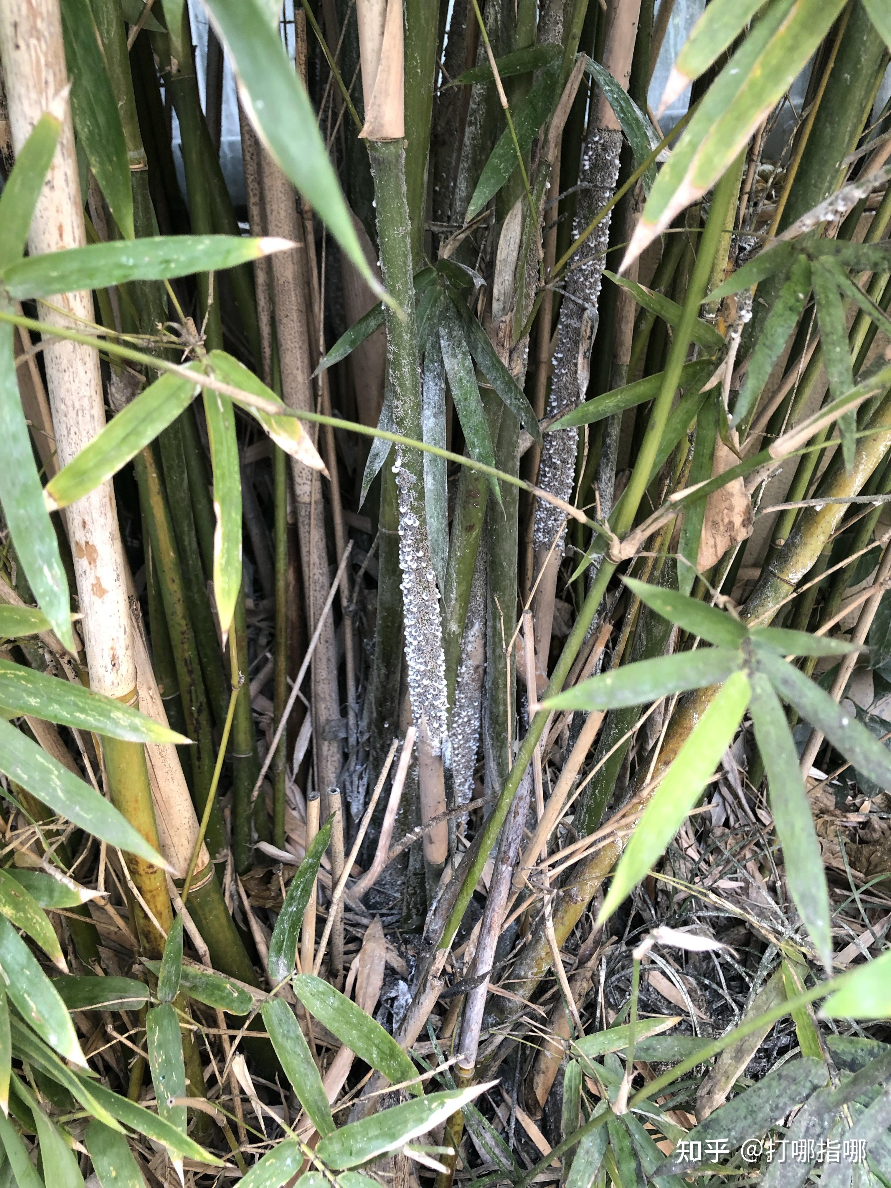 小区竹子长了虫子,要紧吗? - 知乎