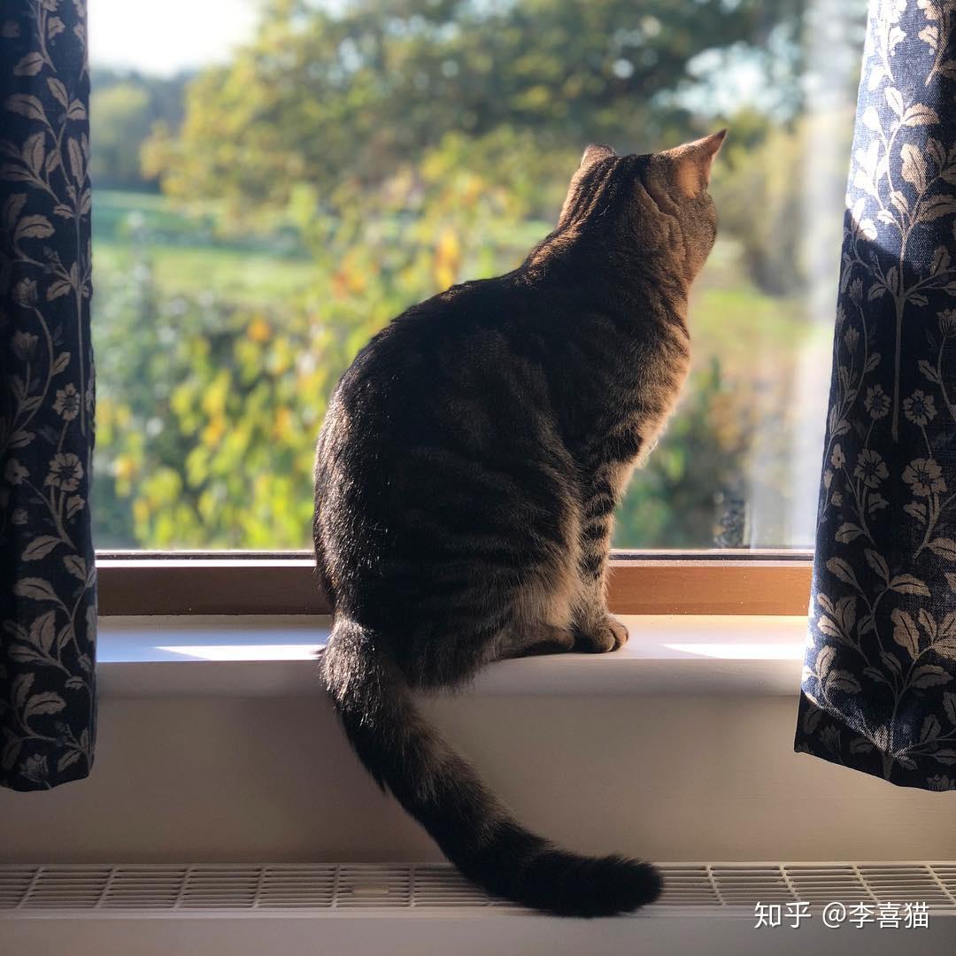 1.猫咪往窗外看并不一定是想出去