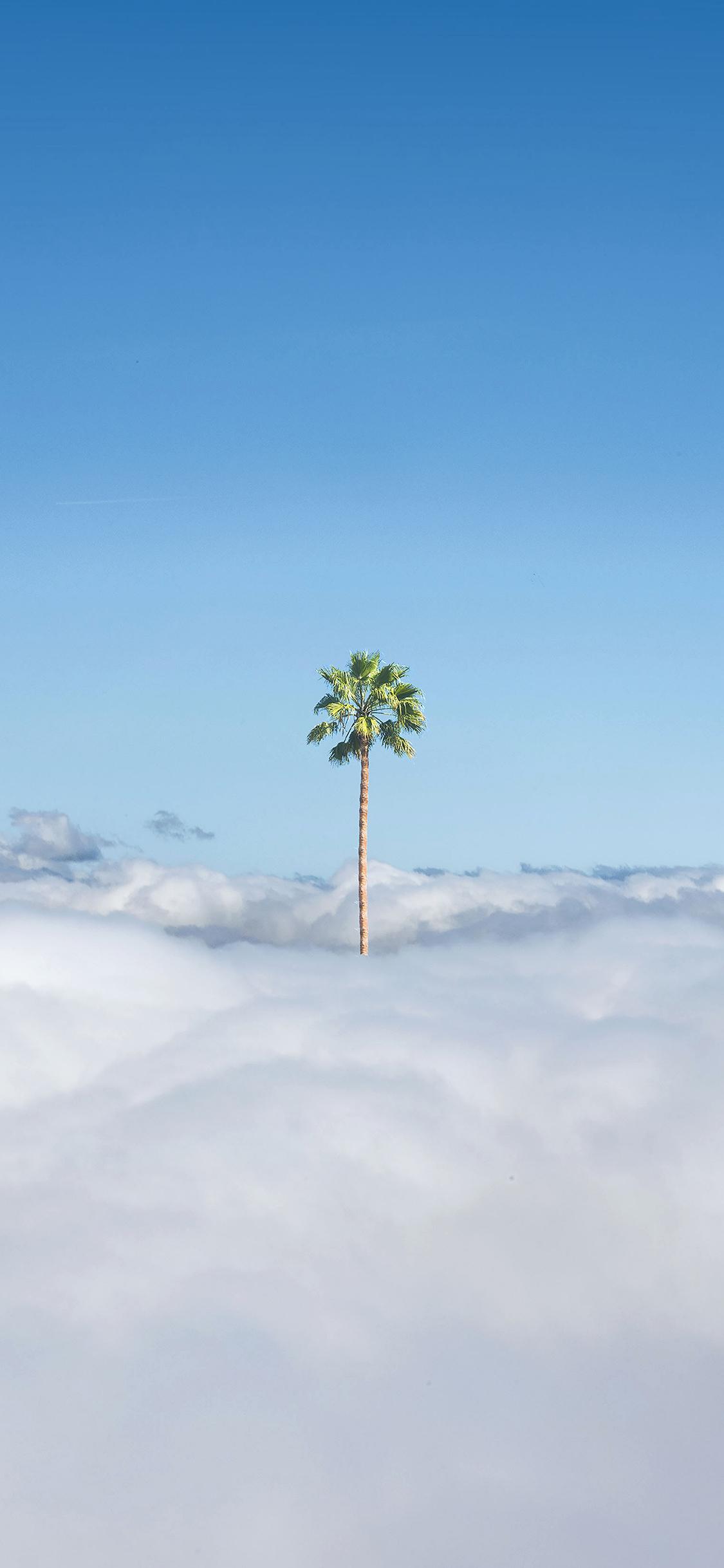 有哪些适合iphone12用的高清壁纸