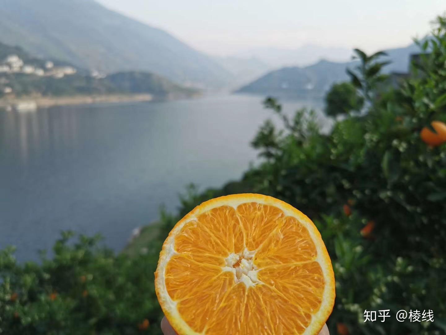 秭归伦晚橙 - 知乎