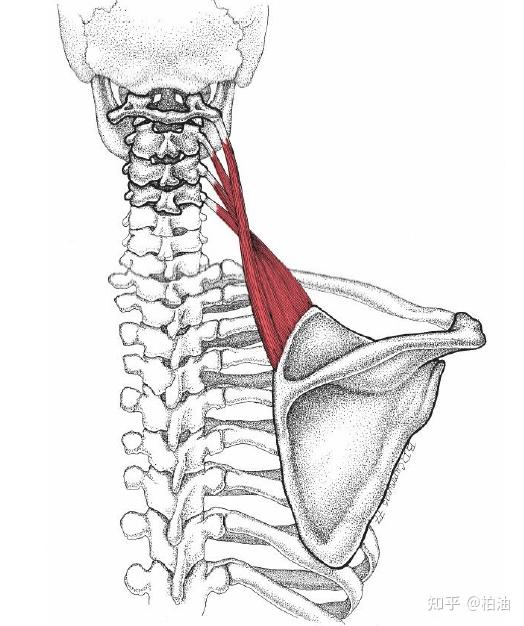 肩胛提肌起自颈椎第1~4节的横突,止于肩胛骨的上角和内侧缘上侧.