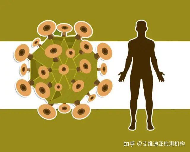 我國發現新型重組豬流感病毒4種病毒性感冒可沒你想象中簡單67