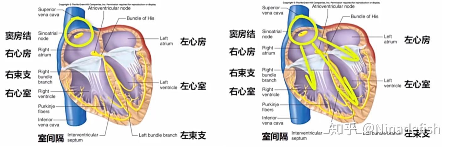 整理：心血管系统结构功能与健康 - 知乎