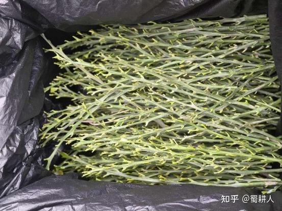 让您的果树焕发新生，砧木倒砧技术，让果树的更新换代变得轻松简单！ - 知乎