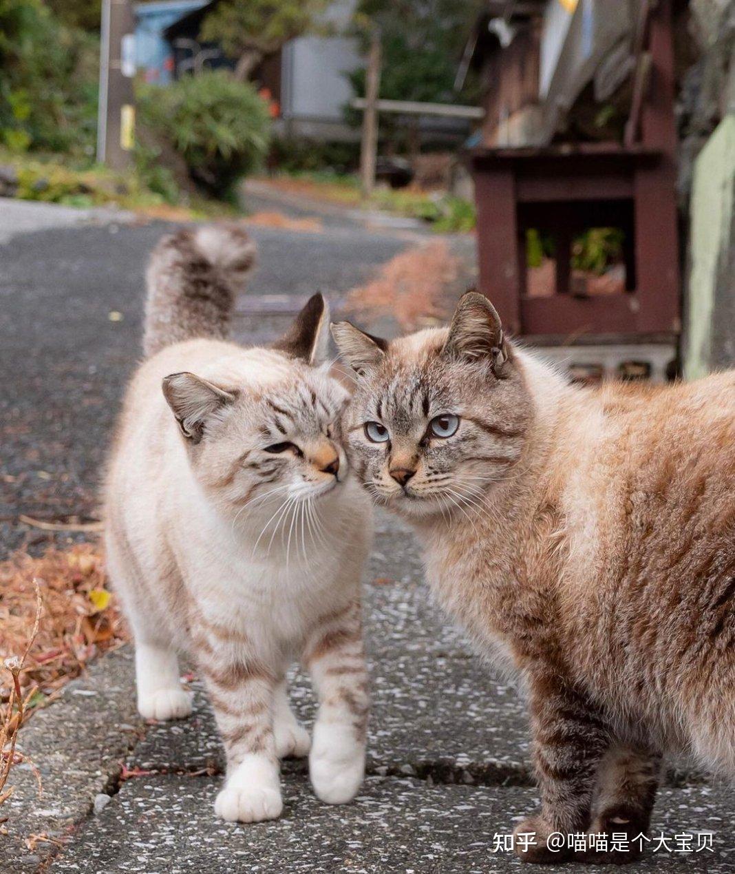 养“公猫”还是“母猫” ？老实说，区别还是很大 - 知乎