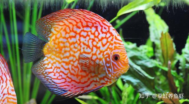 假如你想养七彩神仙鱼,把生态环境养成之后再养,神仙其实不难养 - 知