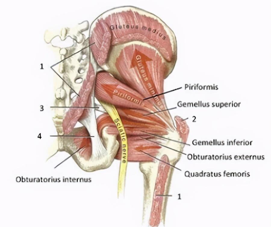 髋外旋肌群的解剖图图片