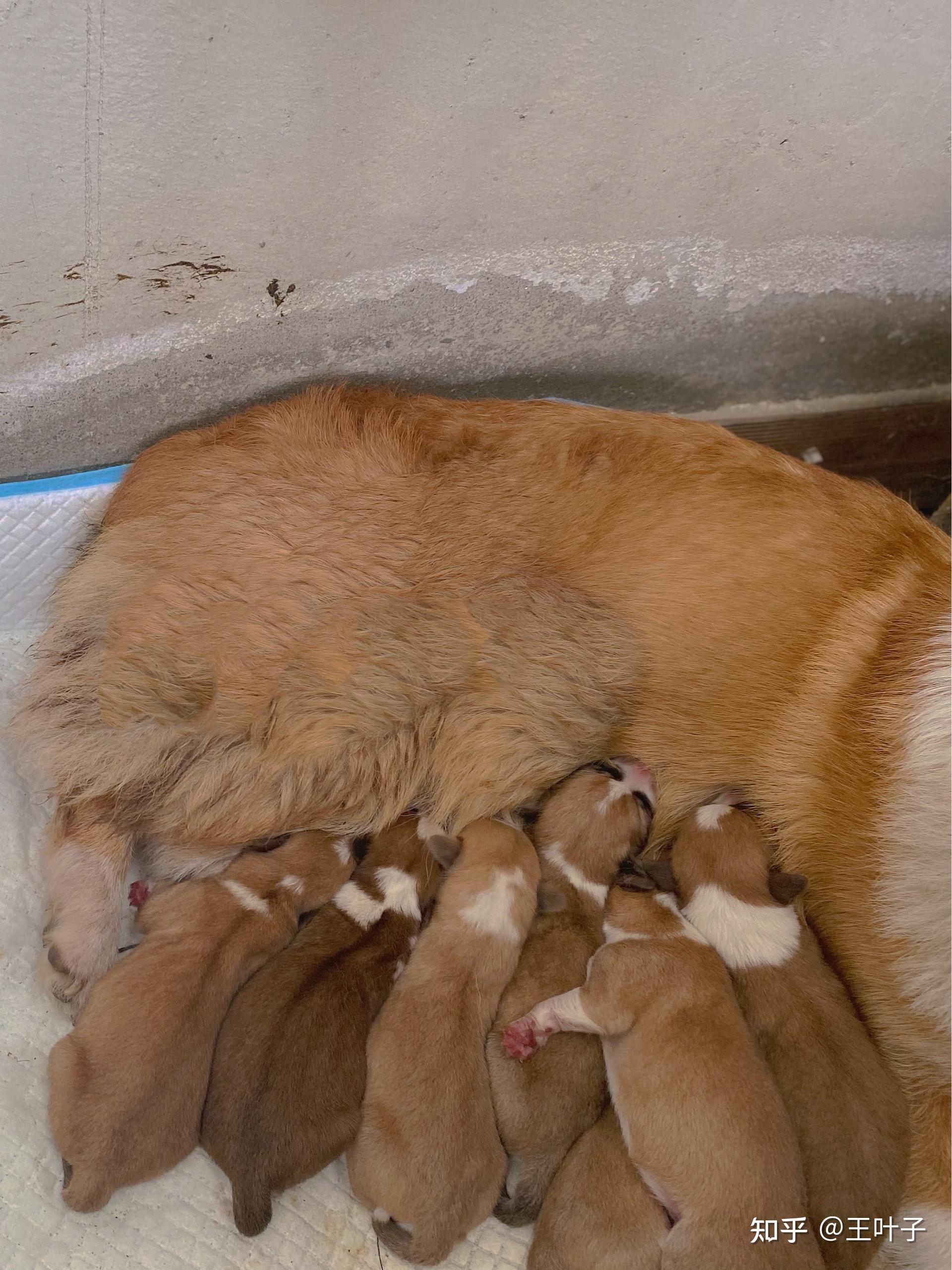 我家柯基生宝宝了