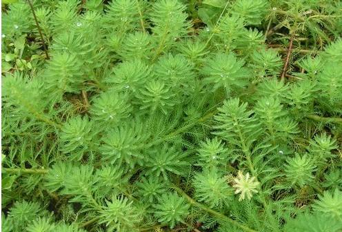 水生植物大聚藻羽毛草