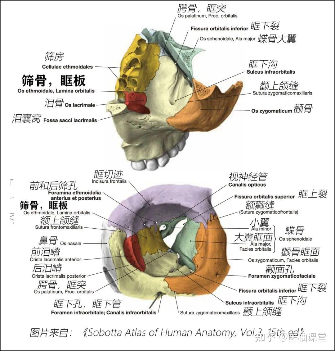颌面部骨骼结构图解 - 知乎