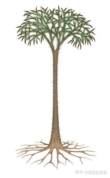 一次植物的疯狂,泥盆纪末生物大灭绝 - 知乎