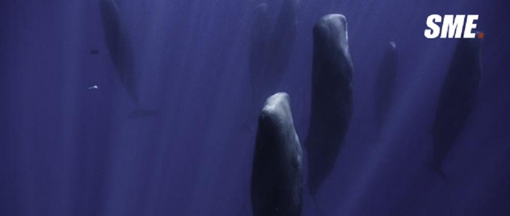 连呼吸都要浮出水面的鲸类 在海里睡觉怎么不会被憋死 知乎