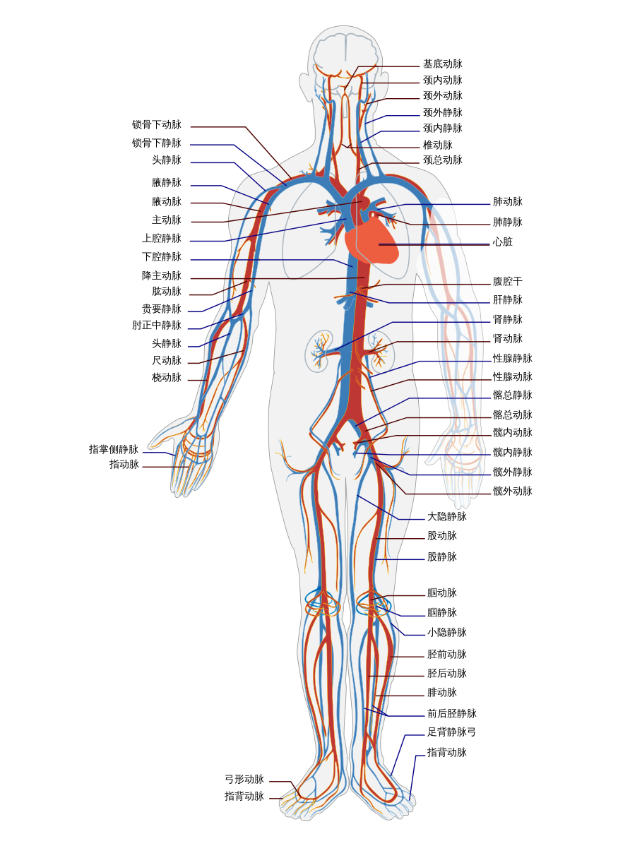 人体主要血管分布