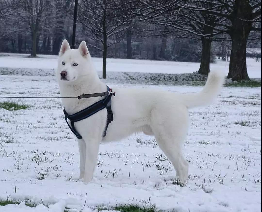 因为颜值高网友养了一只纯白雪哈但是看完它长大后的样子笑喷了