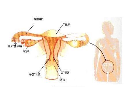 卵巢位置图片示意图图片