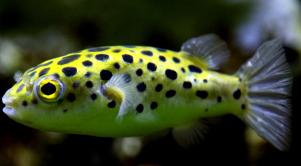 绿河豚鱼绿河豚鱼,别名深水炸弹_绿河鲀_潜水艇鱼_狗头鱼_鸡泡鱼_绿