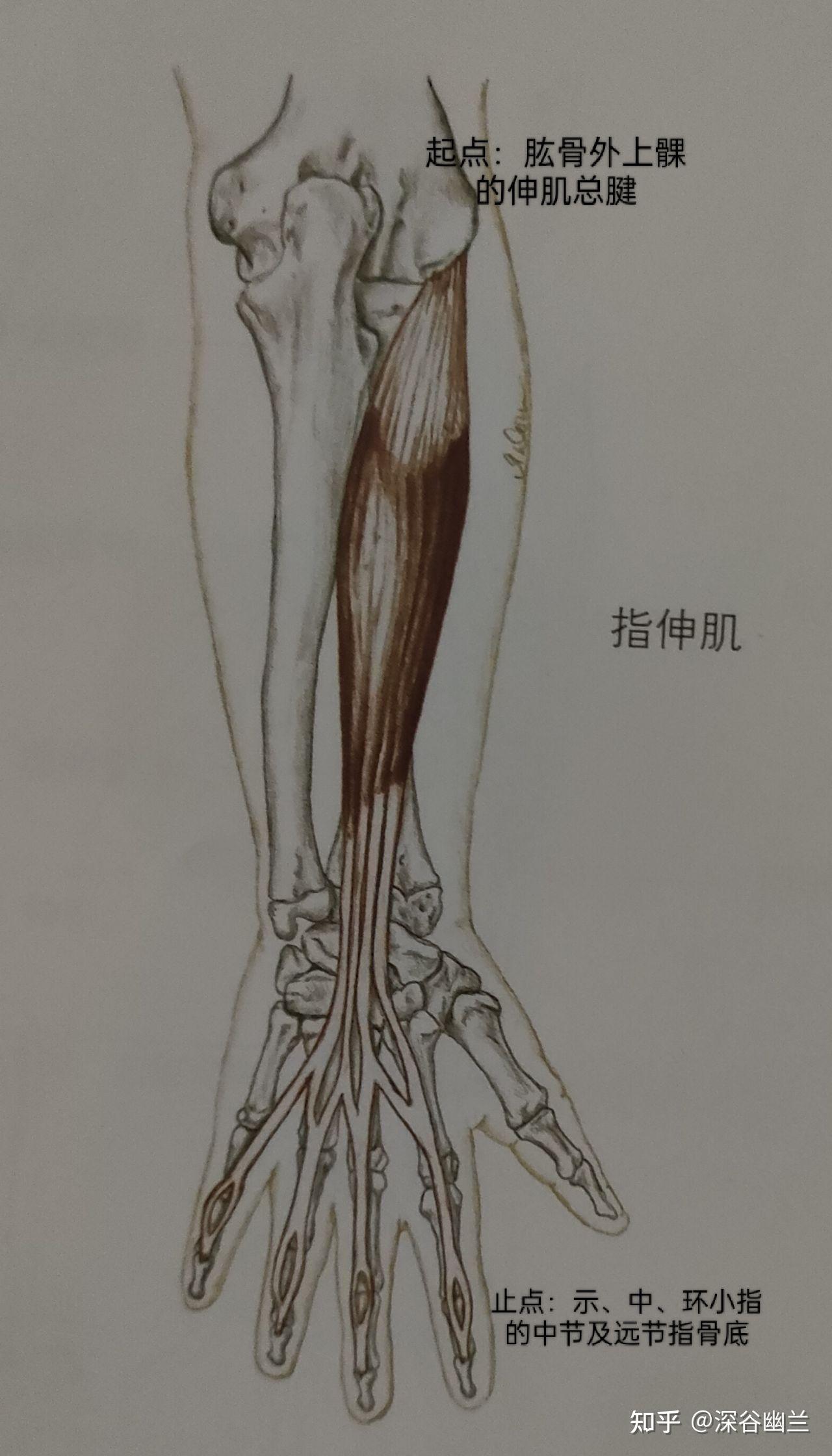 指伸肌腱解剖图图片