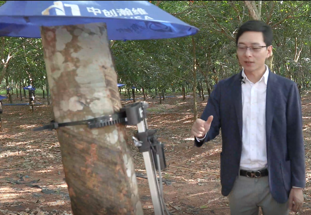 披星戴月地辛苦割胶或成历史,海南胶园迎来这一“神器”! 披星戴月地辛苦割胶或成历史,海南胶园迎来这一“神器”!