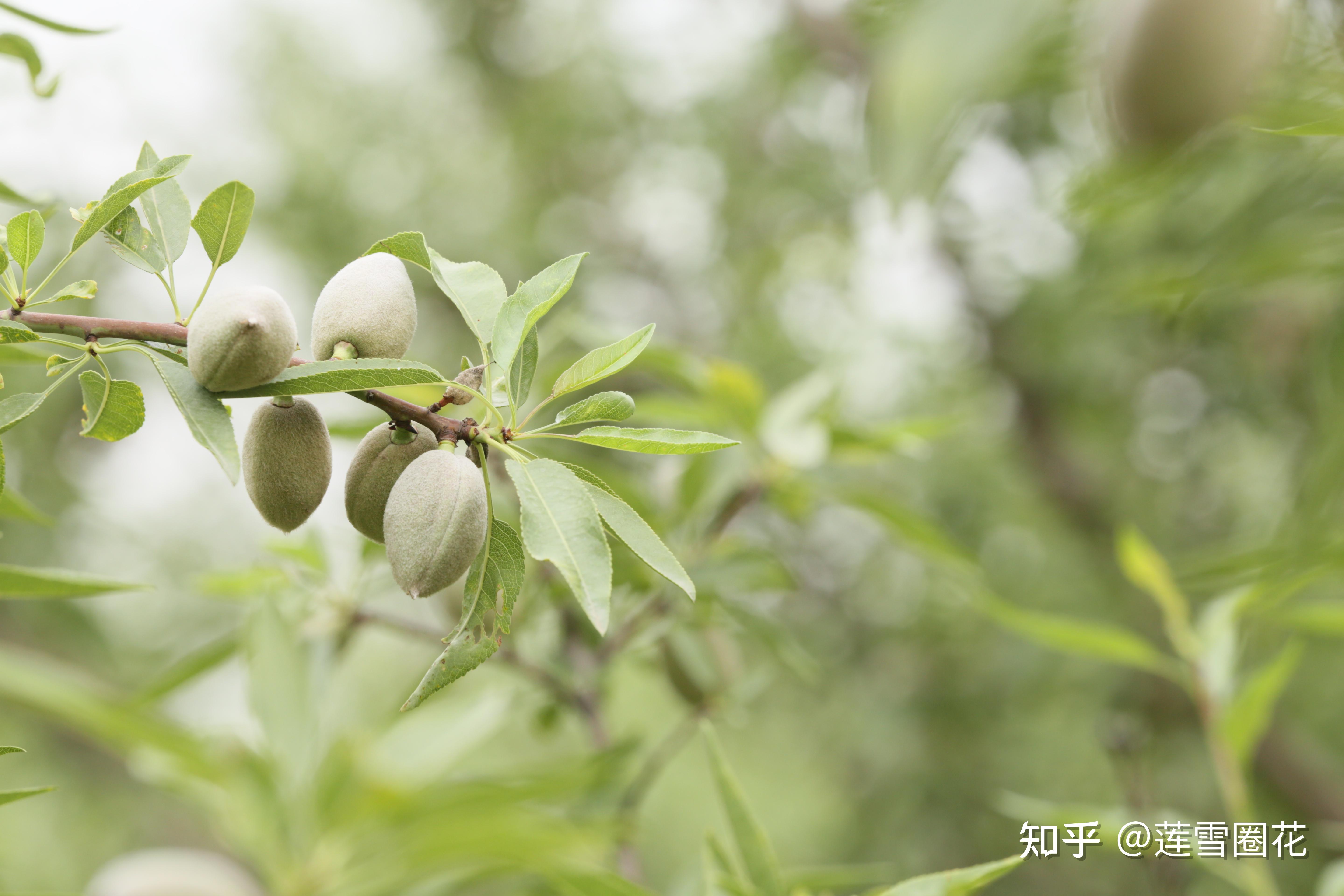 巴旦木苗木具有较强的环境适应性,其生长需要充足的阳光,新鲜的空气