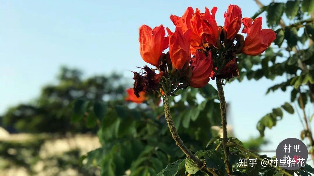 「火焰树」花开如其名,结种像杀鱼! - 知乎