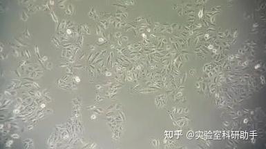 细胞铺板总是铺不均匀?别急,方法来了! - 知乎