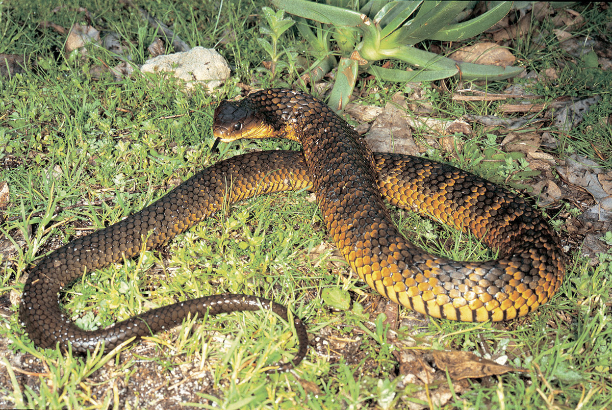 王棕蛇图片