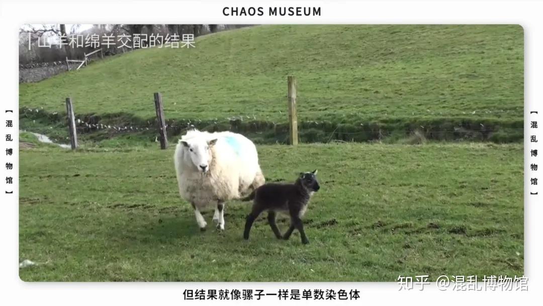 人类究竟对绵羊做了什么丨混乱博物馆