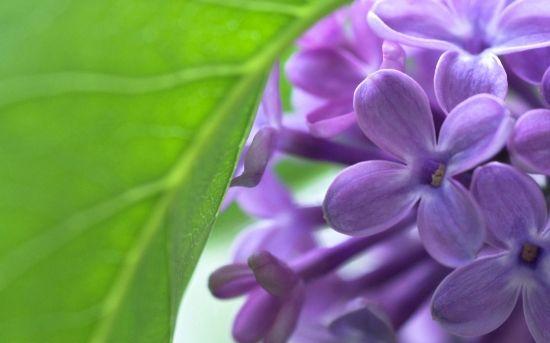 丁香花的养殖方法和注意事项 知乎 丁香花的养殖方法和注意事项 知乎
