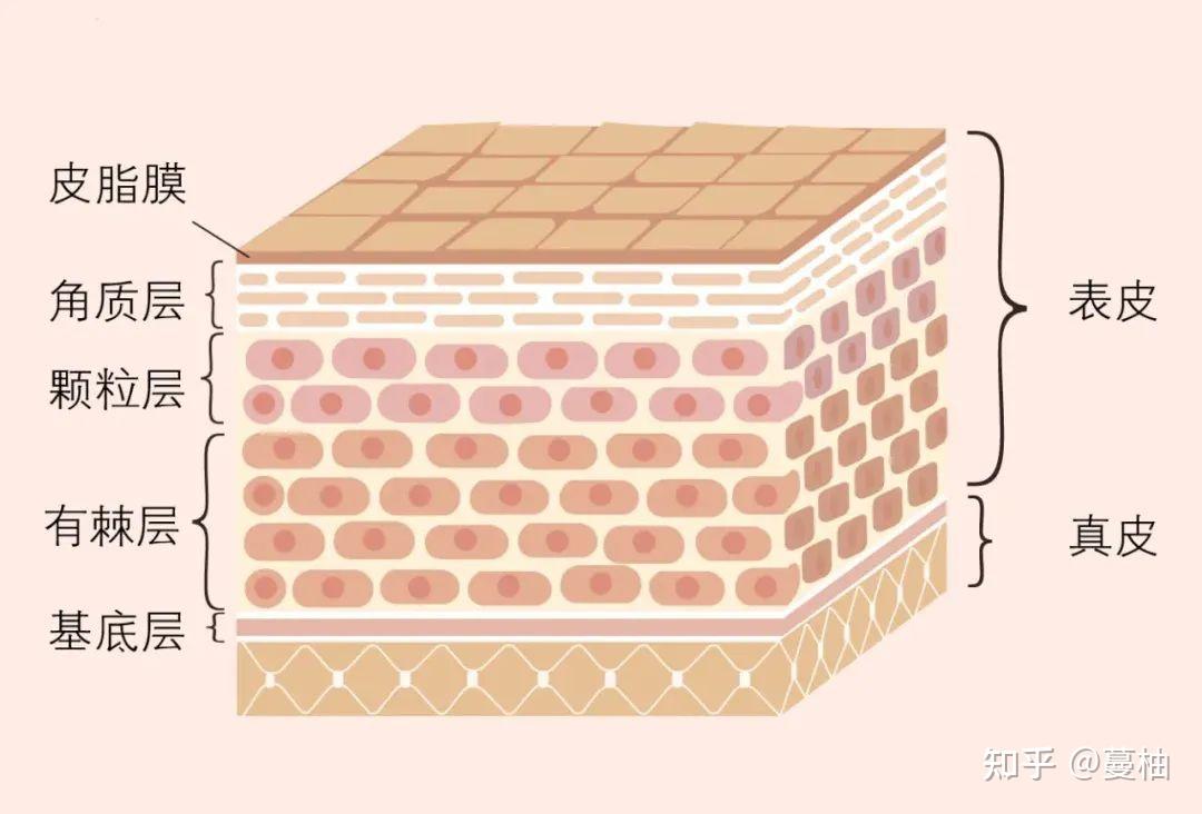 角质层:由角化细胞和细胞间脂质形成的『砖墙水泥』结构,其中细胞间