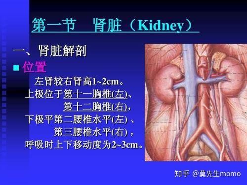 探讨肾病 慢性肾炎 肾病综合症 肾衰竭的几个关键问题 知乎