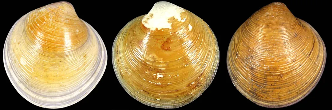 沿海旅行知识 | 各种贝类的名字,区别,产地,吃法(四)青蛤(作者:zam) -