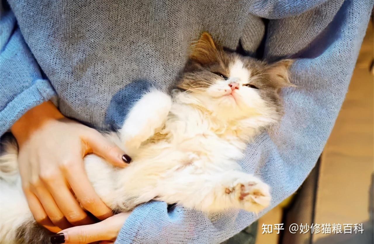 养猫后如果你有这几个表现恭喜你你已经是专业猫奴了