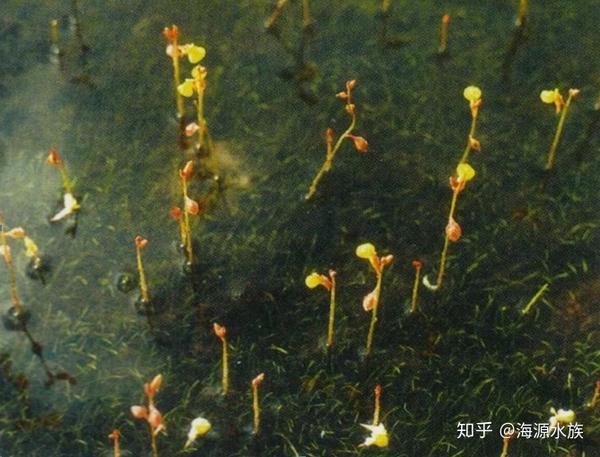 想造草缸 那么你能正确区分水草了吗 知乎 想造草缸 那么你能正确区分水草了吗 知乎