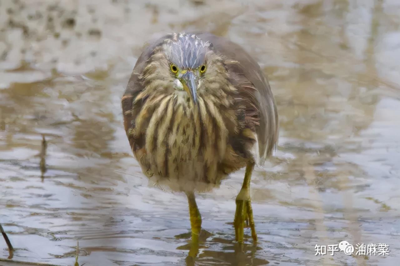 油多拉东方白鹳