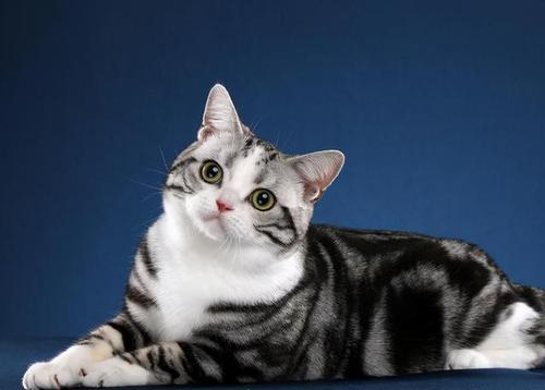 美短和暹罗的后代会发腮吗 - 知乎