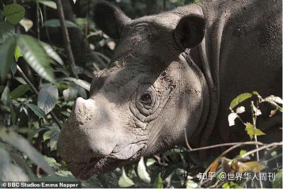 1000只考拉葬身火海还有多少动物要因为人类惨遭灭绝