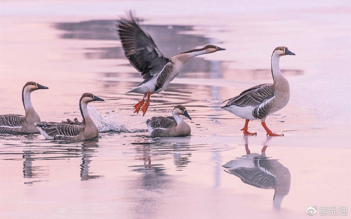 阿斯汗《鸿雁》马头琴