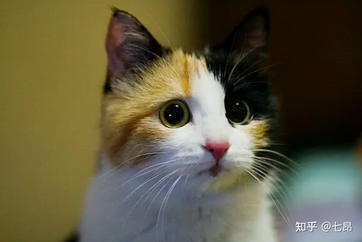 涨知识,中国本土的八大名猫,快看看有没有你家猫主子 - 知乎