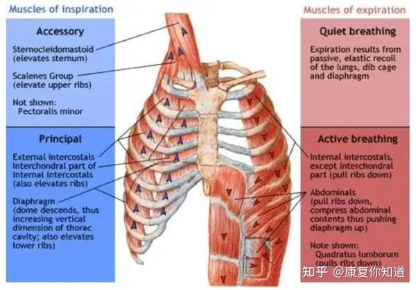 肩颈酸痛之影响斜角肌的3因素 知乎