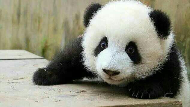 如何评价熊猫萌兰(萌三蛋)(