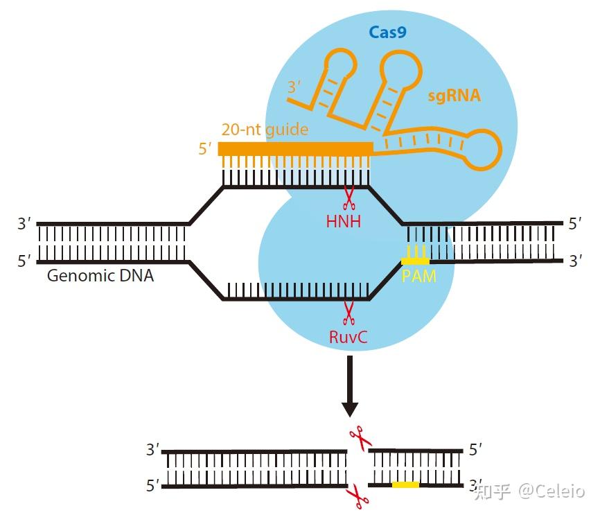 4 cas9酶