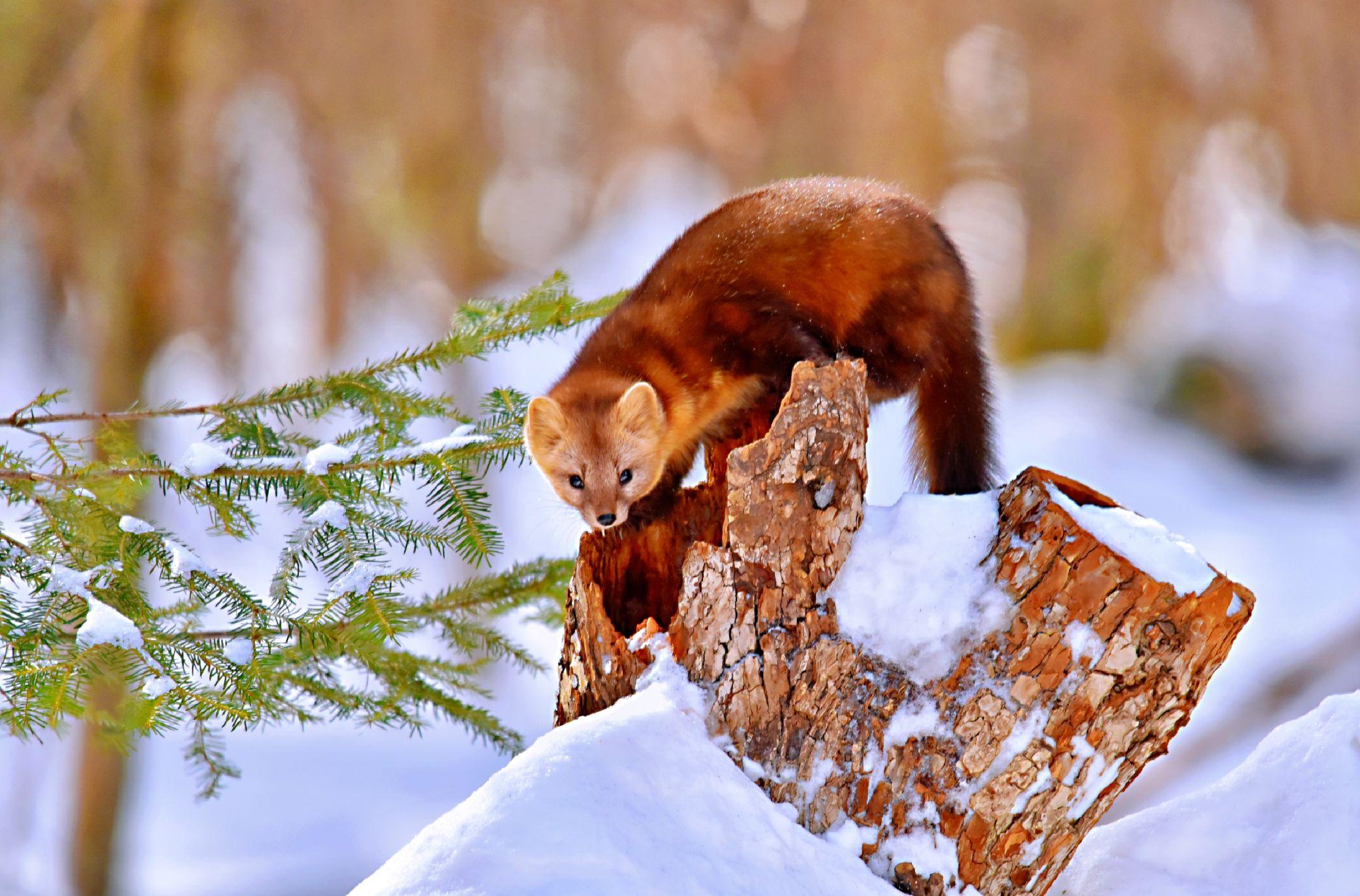 长白山珍稀动物紫貂