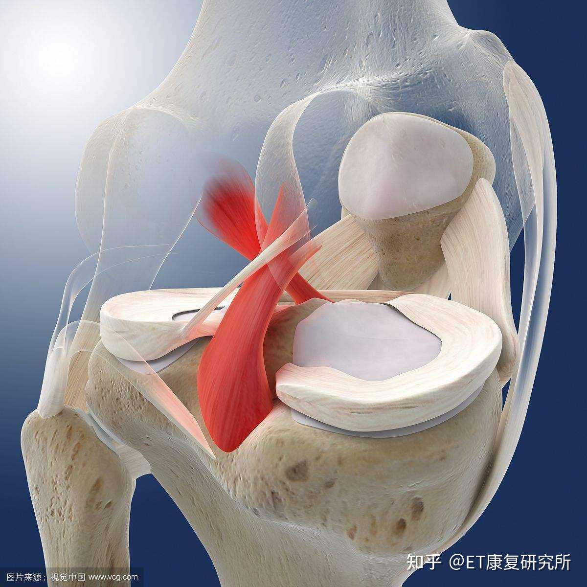 男性的膝盖疼痛插画图片素材_ID:133445927-Veer图库