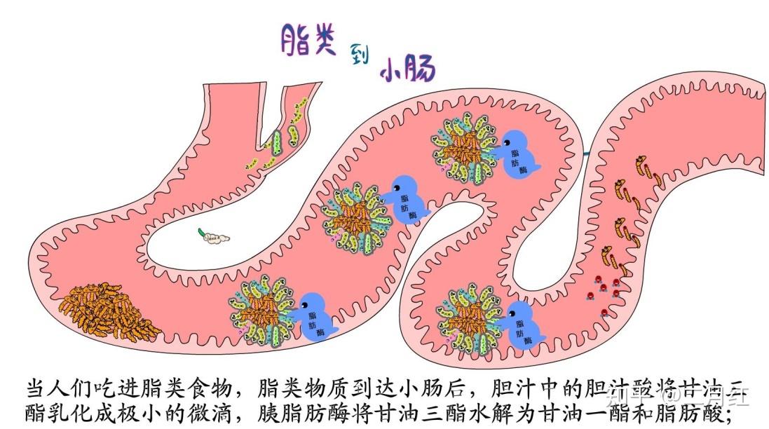 胰腺脂肪酶是消化胃肠道中的主要酶,它能水解脂类转化为单甘油酯和