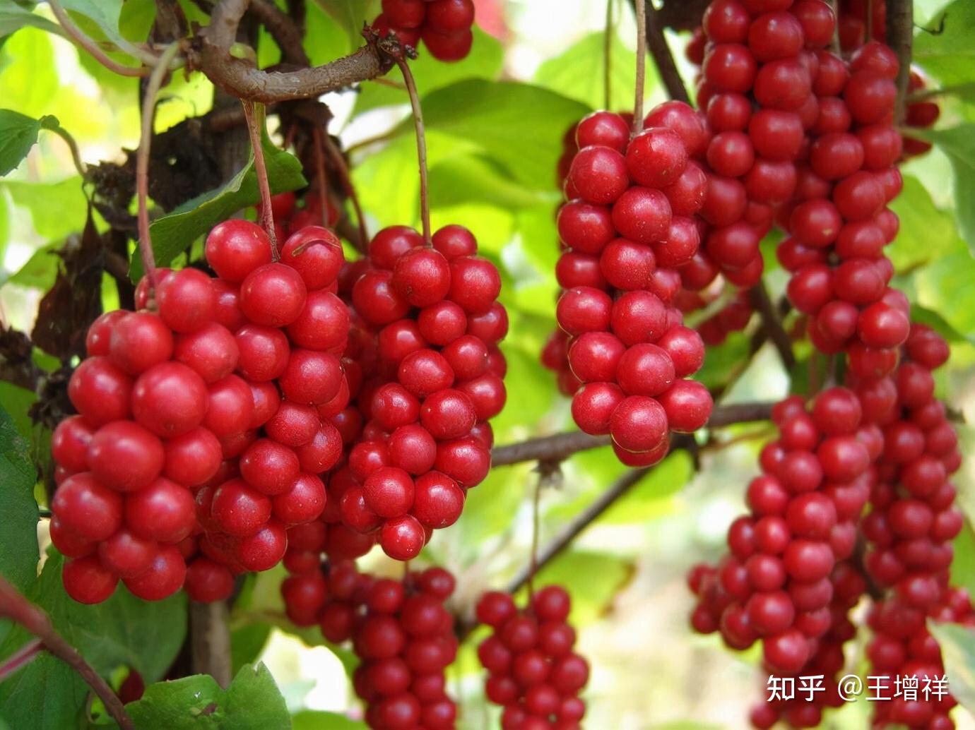 世界冠军摇篮——七台河市