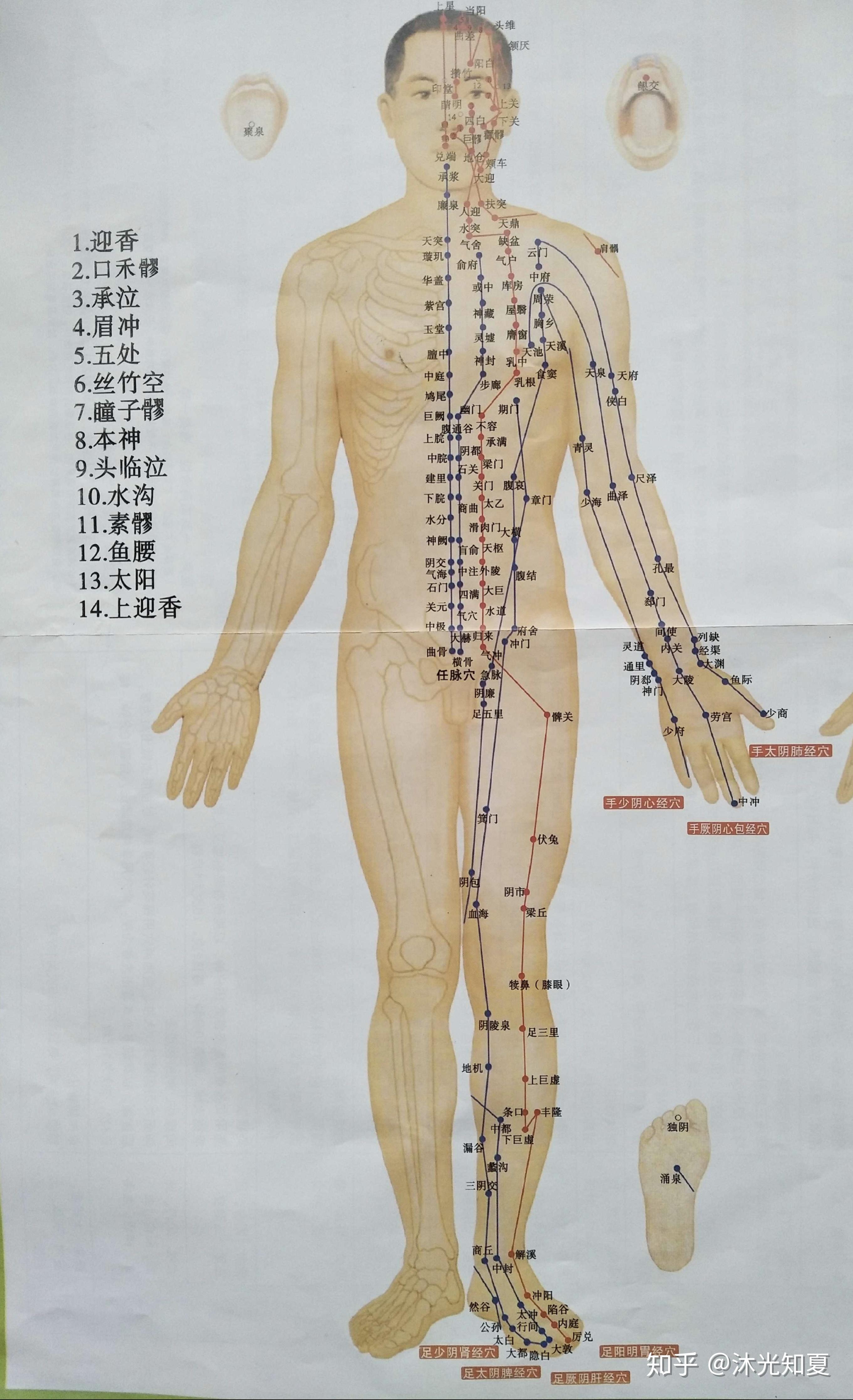 人体血位按摩图图片