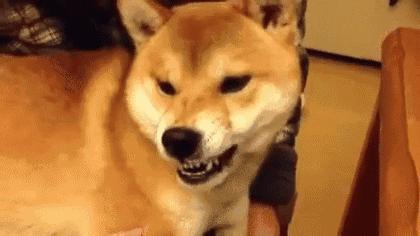动图封面