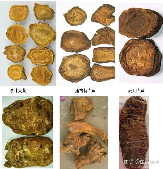 带你识别大黄 - 知乎