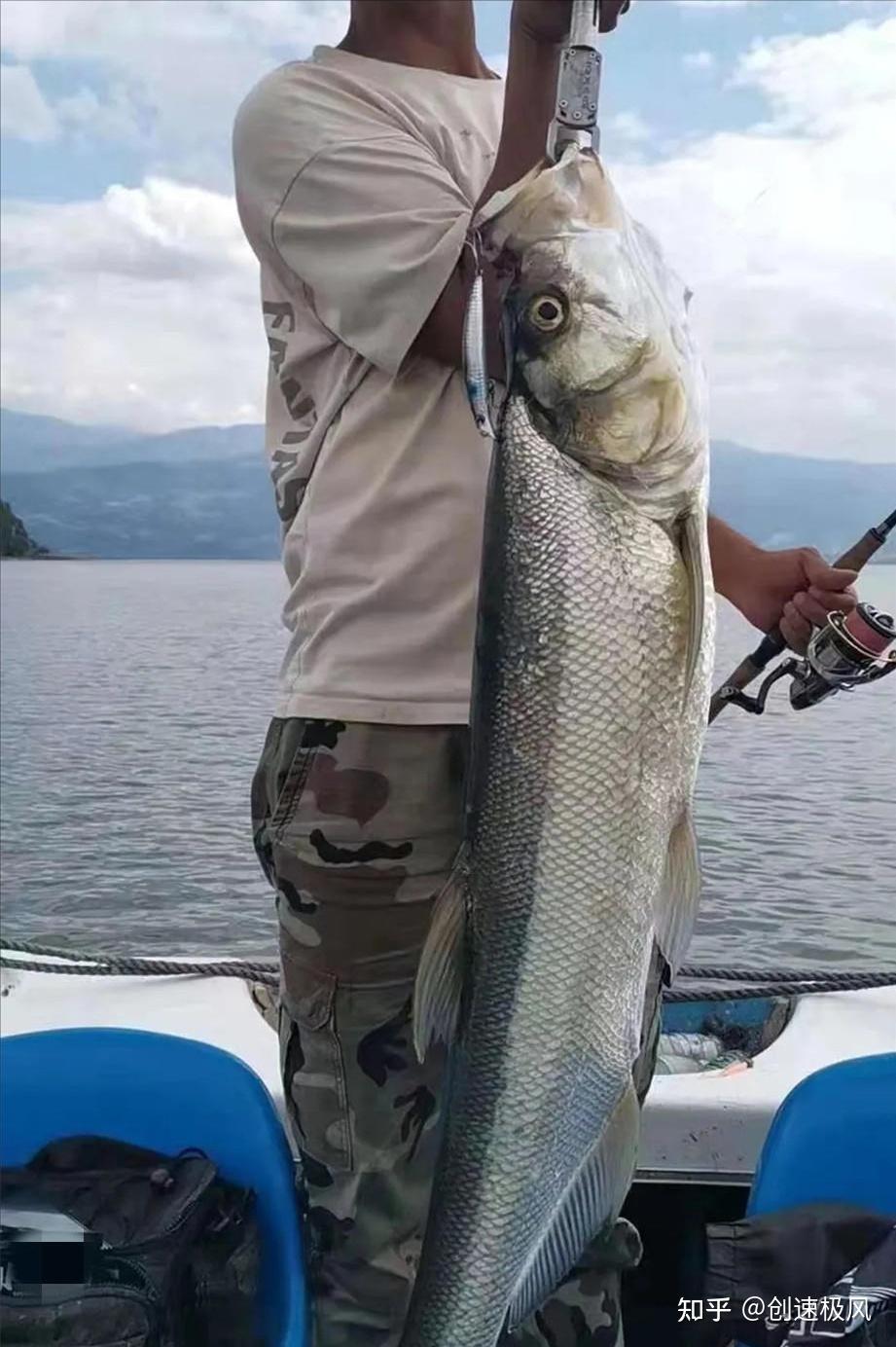 外来鱼翘嘴红鲌在邛海繁殖100吨味美价好但为何当地苦不堪言