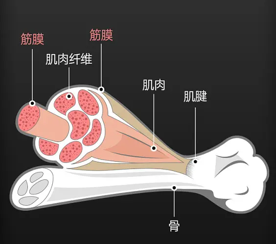 筋膜鞘模式图图片